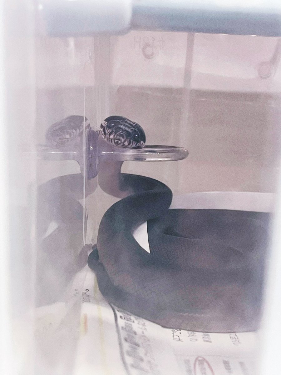 hShYKe1SC4hfxlb's tweet image. あごのせ
#アルバーティスパイソン
#WhiteLippedPython
#キミカブラック