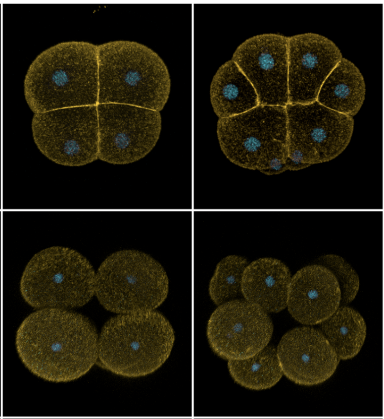 Society for Developmental Biology (@socdevbio) on Twitter photo *2022 PASEDB Early Career Investigator Award* Deirdre Lyons <a href="/DeirdreLyonsPhD/">Deirdre Lyons</a> <a href="/scripps_ocean/">Scripps Institution of Oceanography</a> will explain their recent advances on Echinoderm and Mollusk development, with emphasis on GRNs and imaging #2022SDB #EvoDevo2022 *2022 PASEDB Early Career Investigator Award* Deirdre Lyons <a href="/DeirdreLyonsPhD/">Deirdre Lyons</a> <a href="/scripps_ocean/">Scripps Institution of Oceanography</a> will explain their recent advances on Echinoderm and Mollusk development, with emphasis on GRNs and imaging #2022SDB #EvoDevo2022