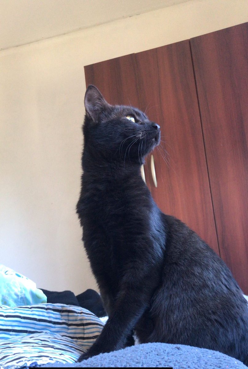 robberd_'s tweet photo. @InesNievas Felipe y estarás bien🥺 https://t.co/FJEGQByY4j