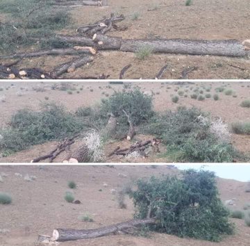 DrSohanVishnoi's tweet photo. अब सिर नहीं कटेंगे, पेड़ काटने वाला कटेगा।
@thardesertphoto
@Aacharya_29
@8PMnoCM
@bishnoigv
#बाप_प्रकरण https://t.co/3v1MeGayEj