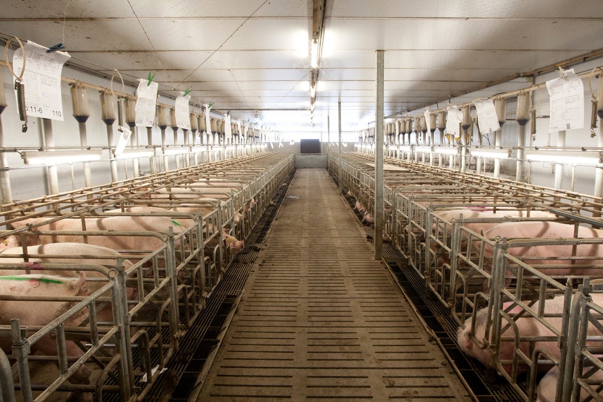 Modern pig farming is an amazing profit-making business. Do you want to know more about it? like and retweet.