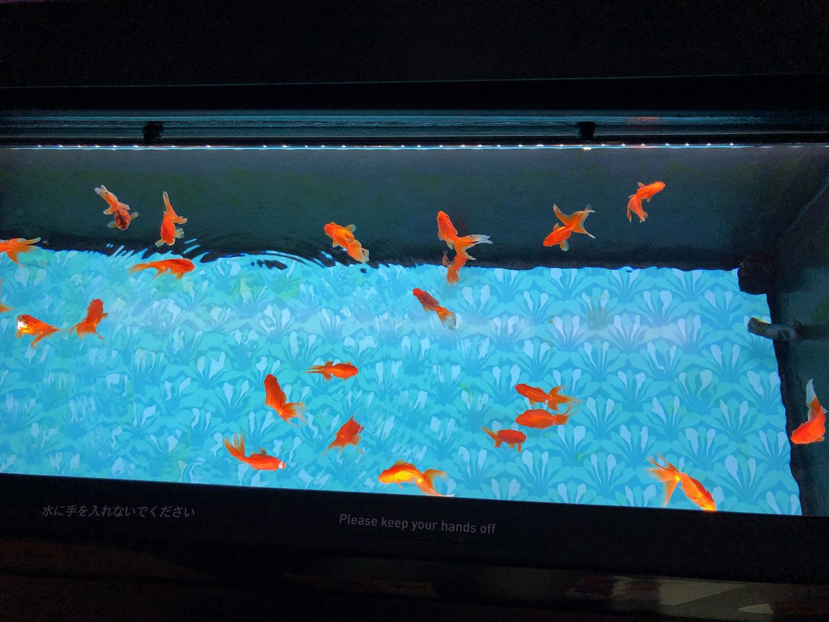 miidayomiii's tweet photo. なつかし金魚展 https://t.co/fa9plaXe3W