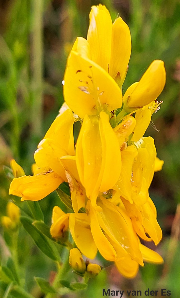 maryvanderes's tweet photo. Ik wens iedereen een mooie dag toe.
Zeldzame #Verfbrem #Genista_tinctoria #Dyers_Greenweed .
@FloraNederland @FLORONNederland @NLBloeit https://t.co/5J9QGhMbBk