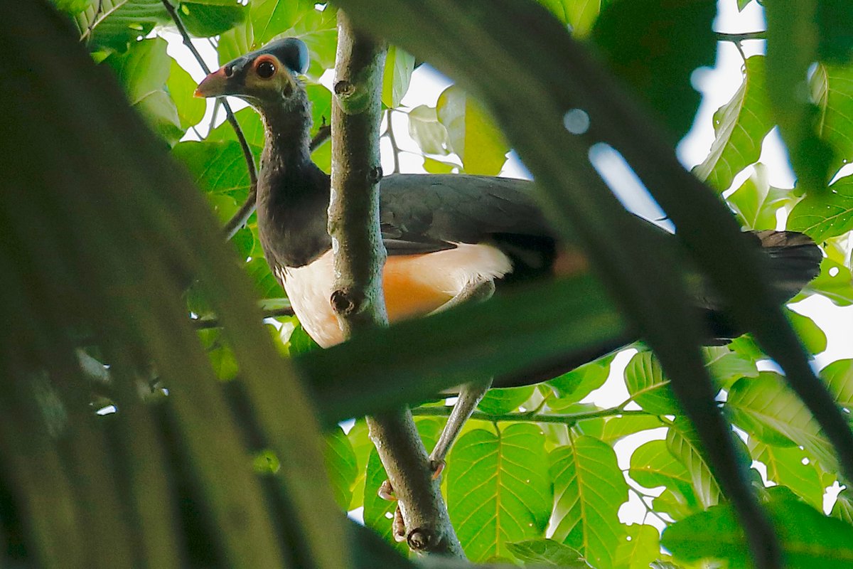 Bird_Explorers's tweet photo. The endangered Maleo (Macrocephalon maleo) is an iconic #Sulawesi endemic. They dig holes in hot soil around volcanoes and hot springs that incubate the eggs. #Tambun Maleo Sanctuary. @Britnatureguide @GSBioblitz @birdsoftheworld #Indonesia #megapode @sulawesijack https://t.co/O9MmaPSakY
