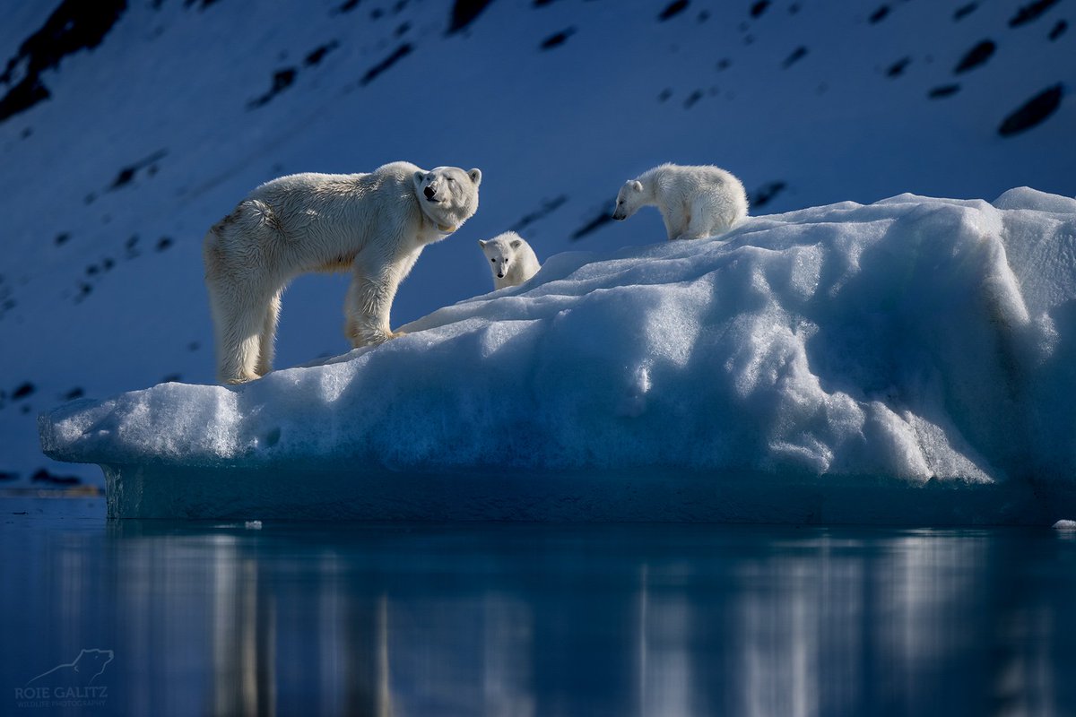 Greenpeace Israel tweet media