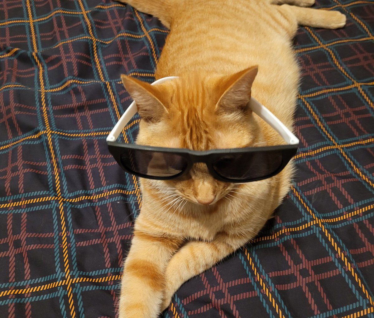 jurassicmarkok's tweet photo. I officially have the coolest cat in town. 🤣😎 https://t.co/gRzXOOB70f