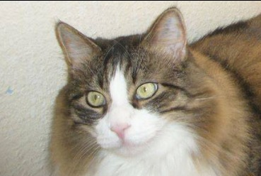 marillion13's tweet photo. #Headache day # 3, happy #WhiskersWednesday meowing from Gizzy, Thori and lil Angel Sisi and their #MultipleDisabled &amp; #DrasticallyUnderweight (#BMI 14,2) #LongtimeLupusSurvivor momcat Marion.
😮😮😮😻😻😻💖💖💖☮️☮️☮️ https://t.co/EvEV2mnpDA