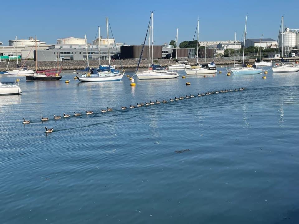 The majority of leisure boat users in Plymouth don’t know which side of a channel to navigate on, but at least our wildlife does. Setting an example to others!