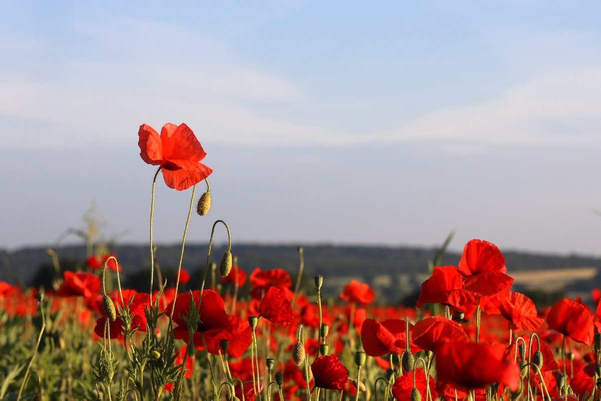 Dammo's tweet photo. The start of summer with a red sea of poppies
#poppies #bbcmtd #bbccountryfile #ukpotd #visitengland #landscapephotography #rhsphotocomp #summertime #flowers #appicoftheweek https://t.co/MlctfxBA5W