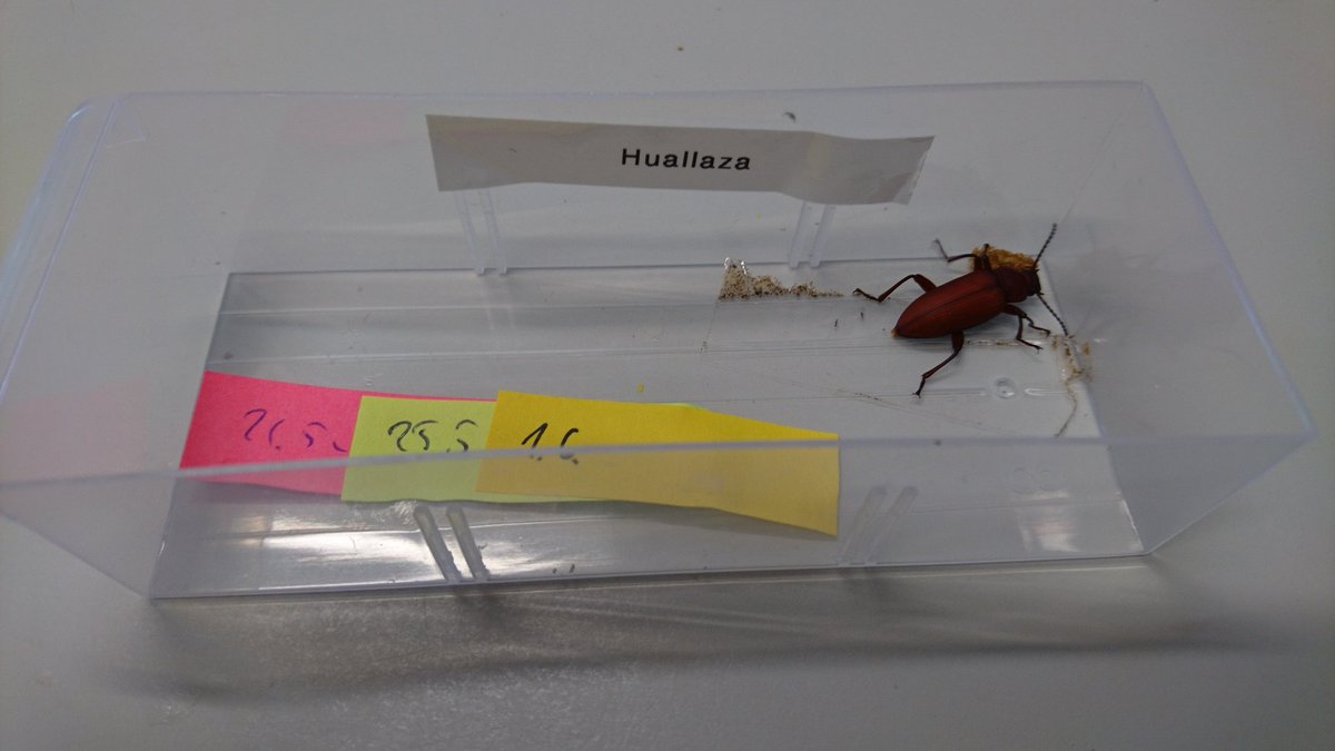 dr_nils's tweet photo. Huallaza's diary 23: It is accomplished, just look at me! I have become a beautiful male giant darkling beetle! https://t.co/ZxFphVNa3x