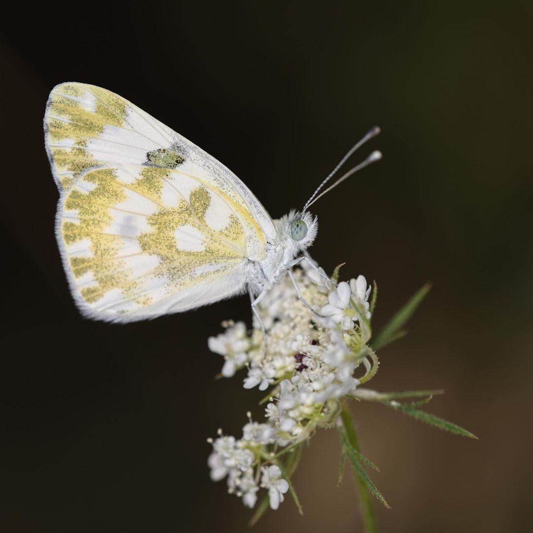 genero_ramos's tweet photo. Butterflies are nature's angels. https://t.co/yJljyMSlTT