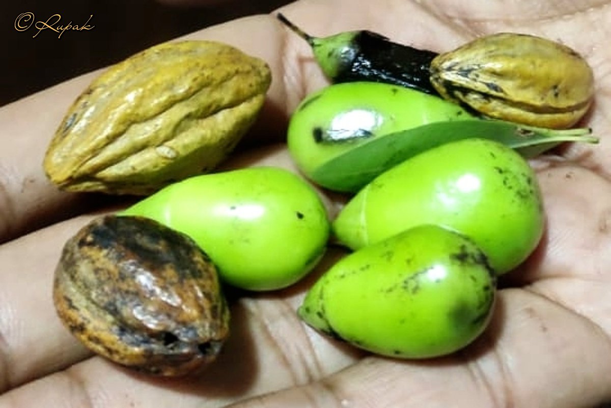 #Seeds collection from the #Nallamalaforest #NSTR #AndhraPradesh.
#Rupak_nature #forestjourney
____
@twt2vineet @seedsforfuture @bsi_moefcc #Seedsforfuture #plantscience #NatureBeauty #seedbank #trees #TwitterNatureCommunity #sustainability #naturefuture #TwitterNaturePhotography
