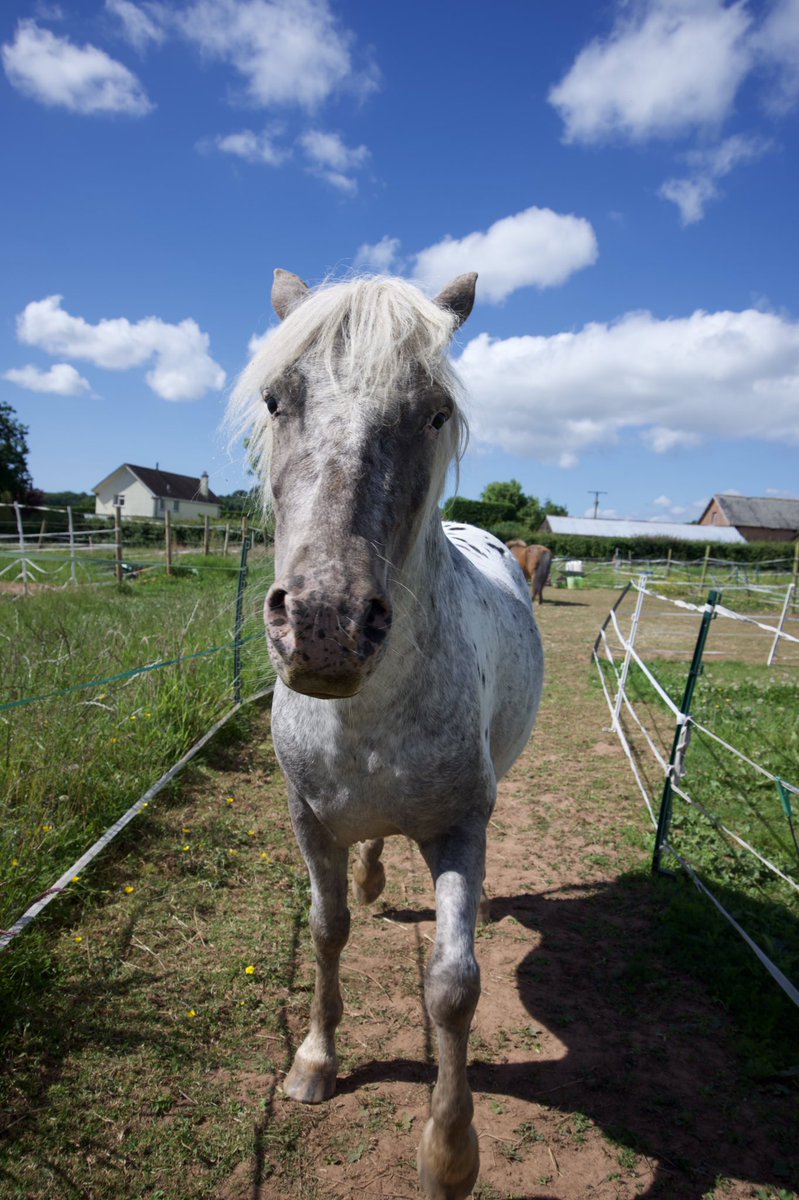 tedthelabrador's tweet photo. Happy Wednesday everyone
##mypony #britishspotted #britishspottedponysociety #britishspottedponysocietybreedshow #mylittlepony #ponysofinstagram #ponysofuk #ponytail #ponytailweave #yourponypost #yourshotphotographer https://t.co/g1F5rT8SKP