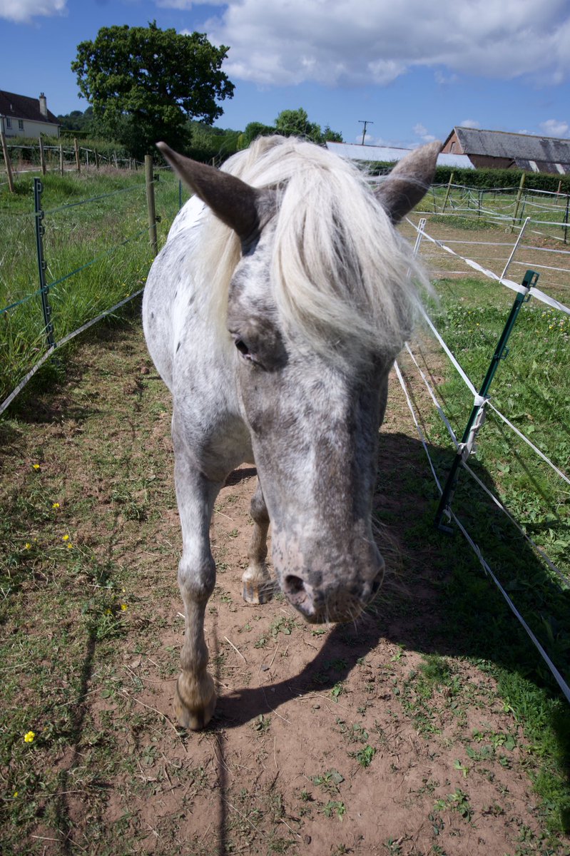 tedthelabrador's tweet photo. Happy Wednesday everyone
##mypony #britishspotted #britishspottedponysociety #britishspottedponysocietybreedshow #mylittlepony #ponysofinstagram #ponysofuk #ponytail #ponytailweave #yourponypost #yourshotphotographer https://t.co/g1F5rT8SKP