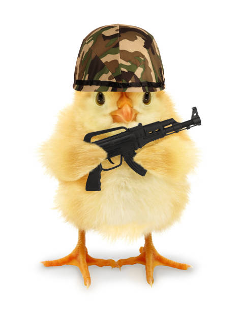 CathChidgey's tweet photo. A student keeps writing about "the chicken coup" and I'M NOT EVEN GOING TO CORRECT IT https://t.co/XZB2bU202s