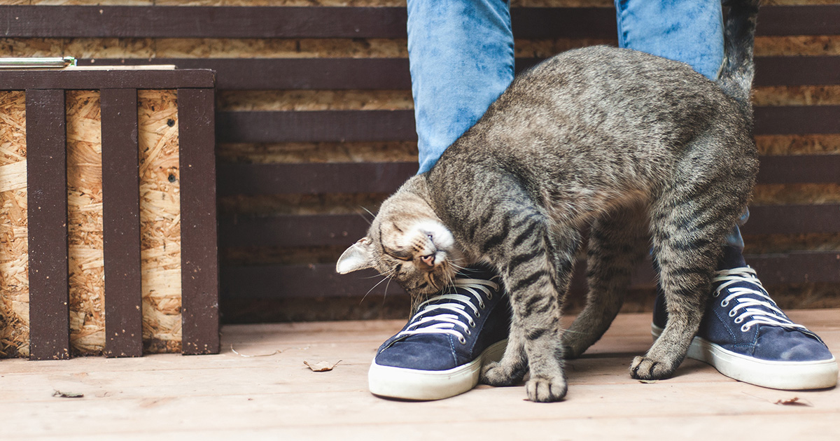 Is a headbutt ever a good thing? Well, yes actually – when it’s from your cat! OK, let us explain… spr.ly/6018zOwTm