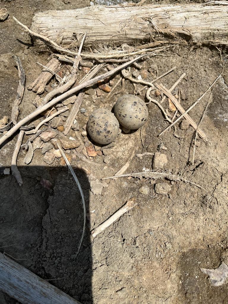 SabharwalGita's tweet photo. @UNBiodiversity @UNDPThailand @BirdLife_Asia @BCSThailand @orientbirdclub @petch_manopawit @ReReef1 @UNThailand @UN_SDG @TEIThailand Proof of life in this breeding ground. Tern eggs that will soon turn into delightful birds. #PakThale #ThaiBirds https://t.co/SQW9yBWJSN