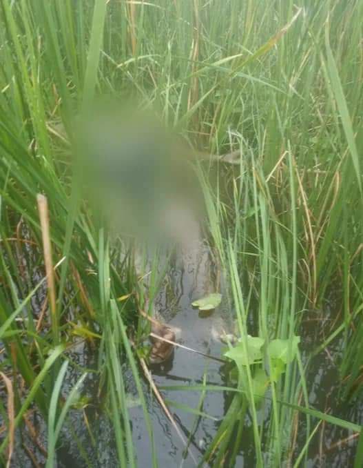 Junta soldiers killed 8 local residents from Taohn village, ShweBo tsp, Sagaing division on Jun 10th and 12th. They also plundered nearby villages. #2022Jun15Coup #WarCrimesOfJunta #WhatsHappeningInMyanmar