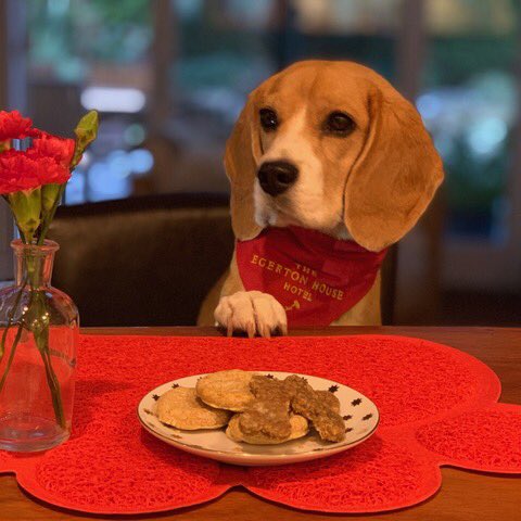 dotty4paws's tweet photo. Read what Dottie the Beagle's pawrents had to say about their 5 pawed stay at the fabulous Egerton House Hotel in #knightbridge.
I think it's safe to say that Dottie rather approved of her doggy bag!
https://t.co/L6sGercdQx โฆ
#dogfriendly #London #Earlybiz @Egerton_Hotel https://t.co/3qIbW3uoFF