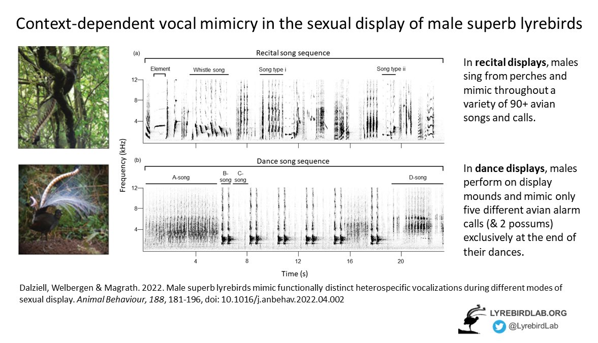 New paper from <a href="/lyrebirdlab/">Lyrebirdlab</a>: Male superb #lyrebirds #mimic functionally distinct heterospecific vocalizations during different modes of sexual display #Wildoz
🎶
In Animal Behaviour: tinyurl.com/2ftjd7fc
w/ppl from <a href="/UOW_CSES/">UOW CSES</a> <a href="/CornellBirds/">Cornell Lab</a> <a href="/EcoEvo_ANU/">Ecology&EvolutionANU</a> <a href="/AnimalEcoLab/">Animal Ecology Lab</a> <a href="/westsyduhie/">Western Sydney U - HIE</a>