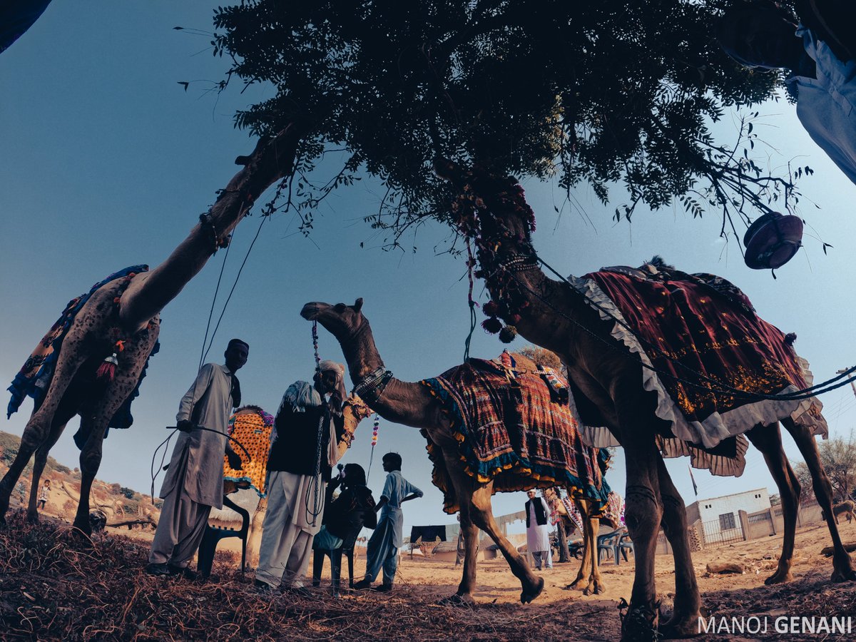 TharPakistan's tweet photo. Beautifully decorated camels in #Thar <3 
#TharPakistan
pc: @genanimanoj https://t.co/zj771AQSTZ