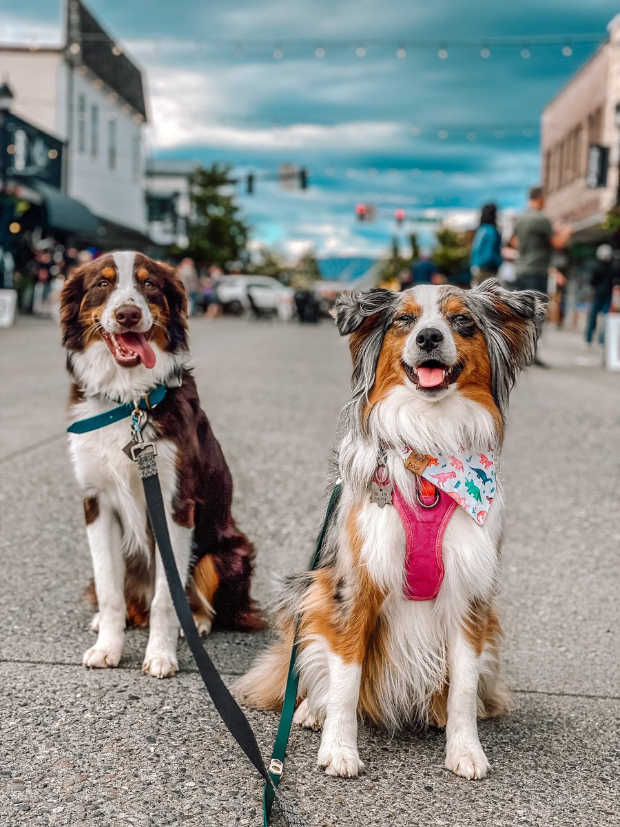 Moxxi The Aussie tweet media