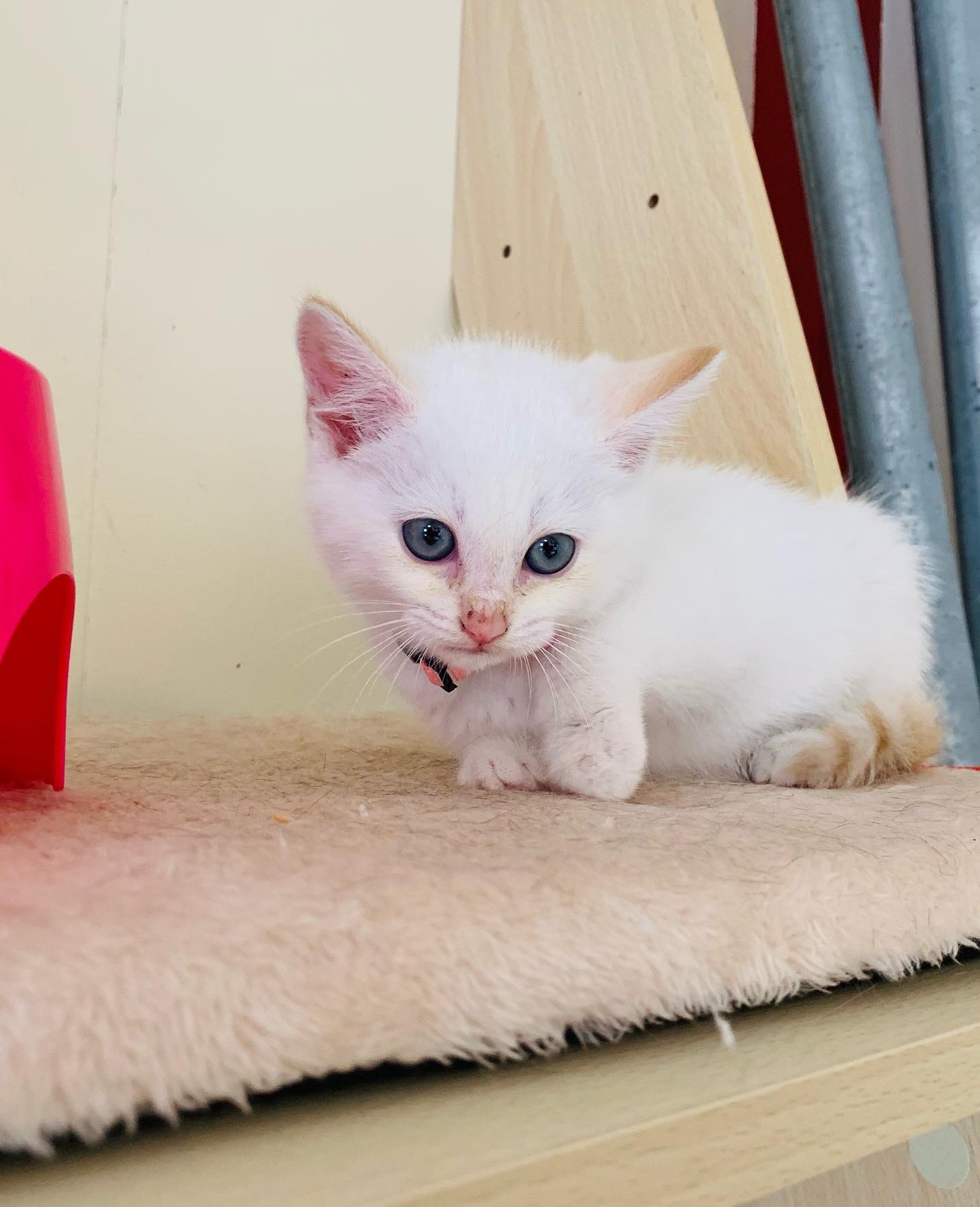 保護猫カフェ 猫婆 Anrinsada Twitter