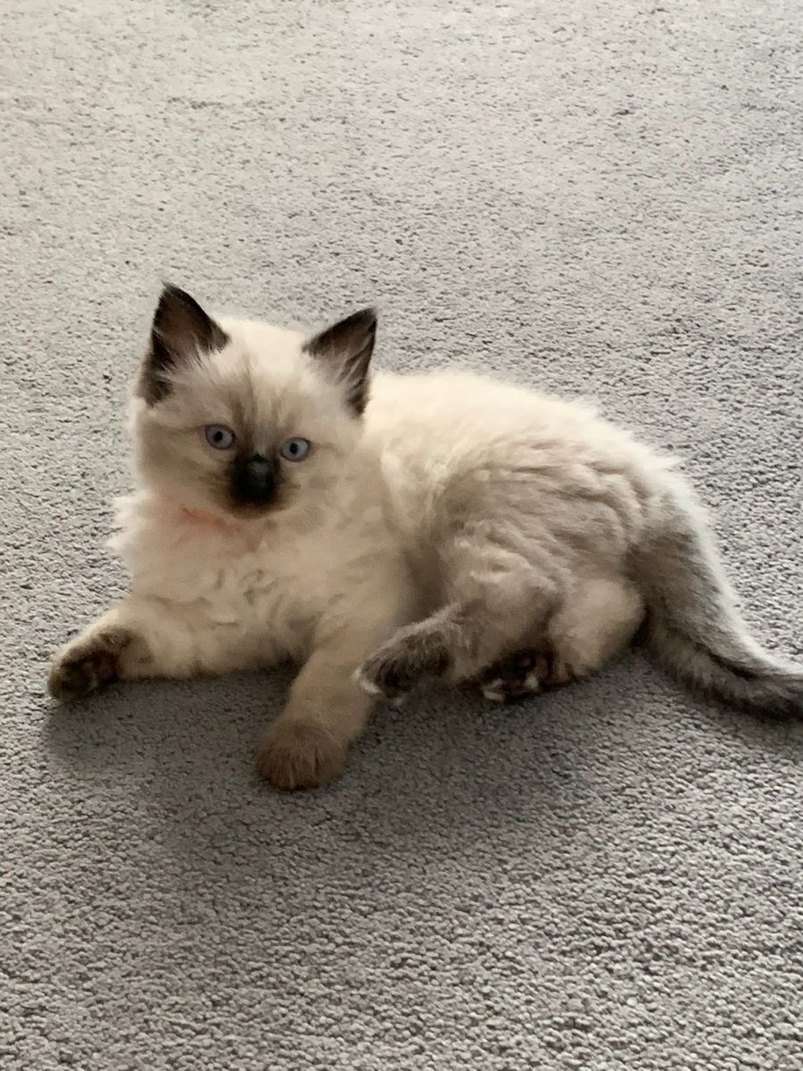 gale shackell tweet media