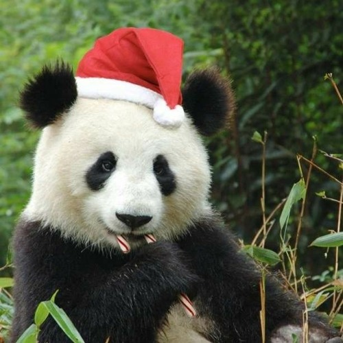 HHMU_Banksia's tweet photo. #BeLikePANda-#Claws
#MerryChristmasEveryone
#HelenSteinerRice -
#PeaceOnEarthWillCome2Stay
#WhenWeLiveChristmasEveryDay
#IDWP-#IDeclareWorldPeace https://t.co/nN1zJrkrIx