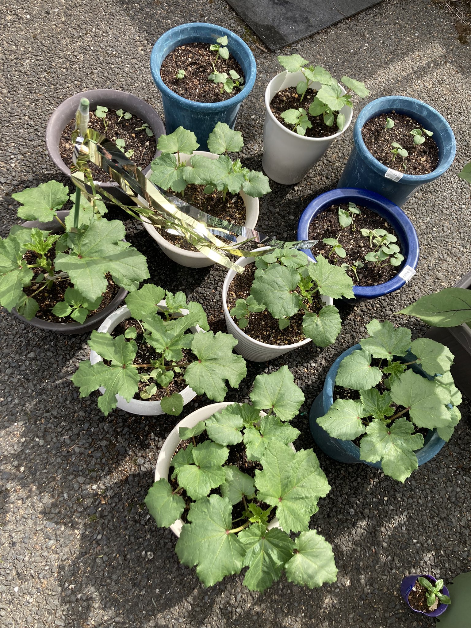 らうだしおん 0qwd9t Twitter