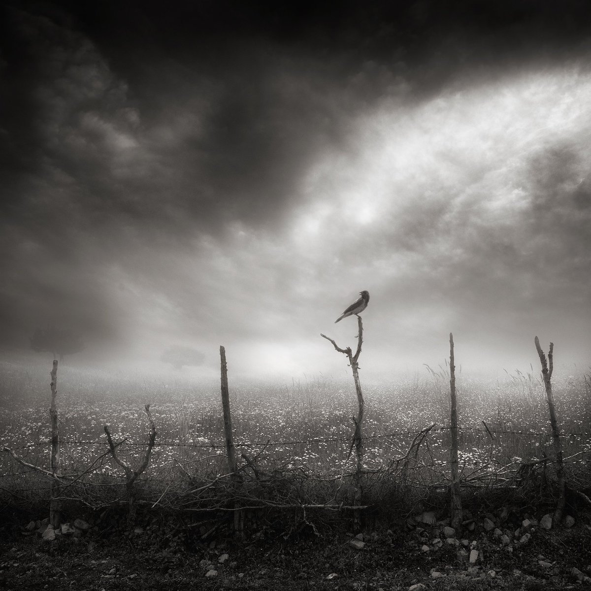 Sherry Akrami tweet media