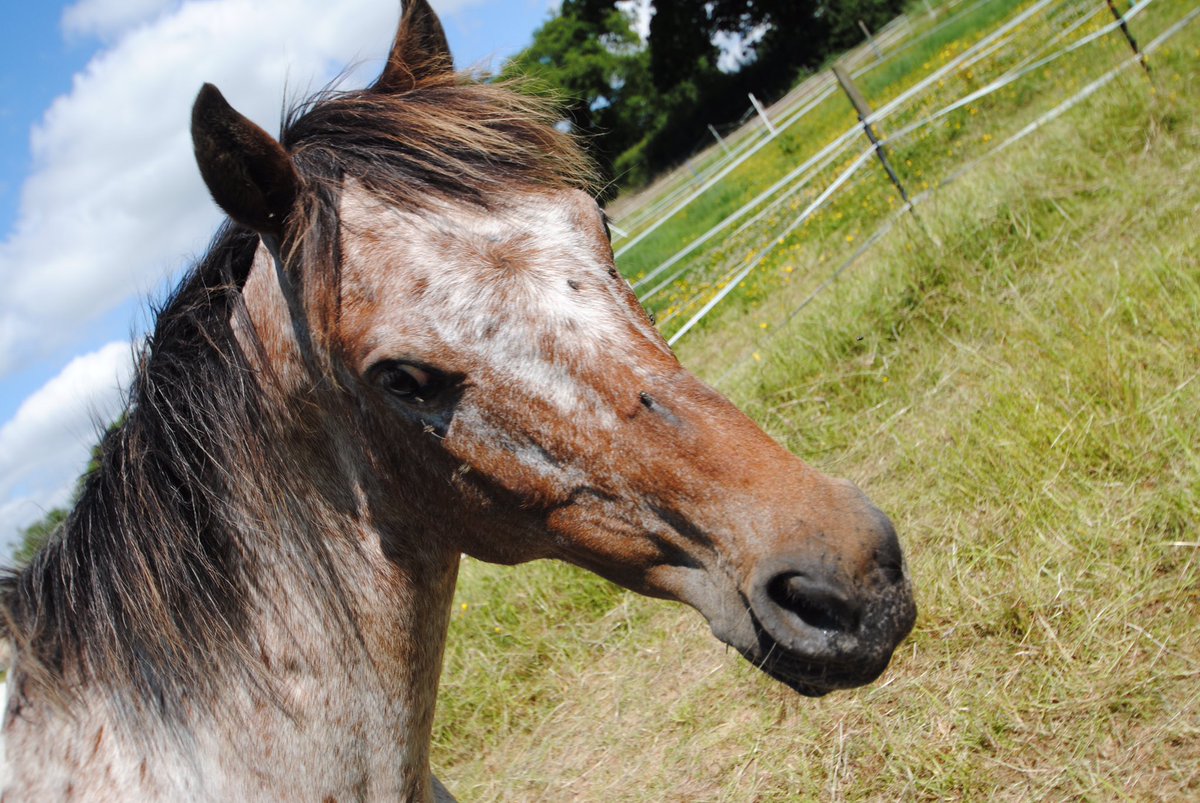 tedthelabrador's tweet photo. My little pony
The weather going to be Hot this weekend
So look after each other
Brink plenty of water
##mypony #britishspotted #britishspottedponysociety #britishspottedponysocietybreedshow #mylittlepony #ponysofinstagram #ponysofuk #ponytail #ponytailweave https://t.co/aK2Ugamy0X