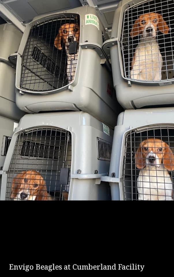 74Tonystac's tweet photo. What an amazing bit of news..now onto getting #mbracres closed..your time is up mbr #freethembrbeagles @charliemoores @TheCampBeagle @BirrLinda @EamonnHolmes @Independent @Halescamb https://t.co/NyJUKPIdAQ