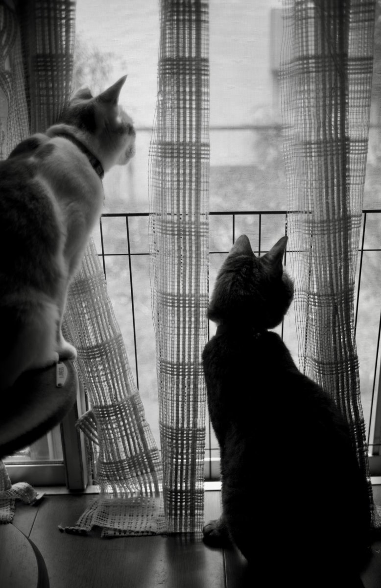 近所のおっさんのくしゃみに反応する猫ズ 