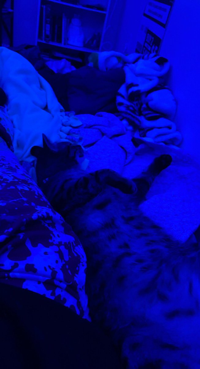 Jack_aff's tweet photo. I shook my cat and he got pissed 😭😂😂 https://t.co/gAfcyqvPdE