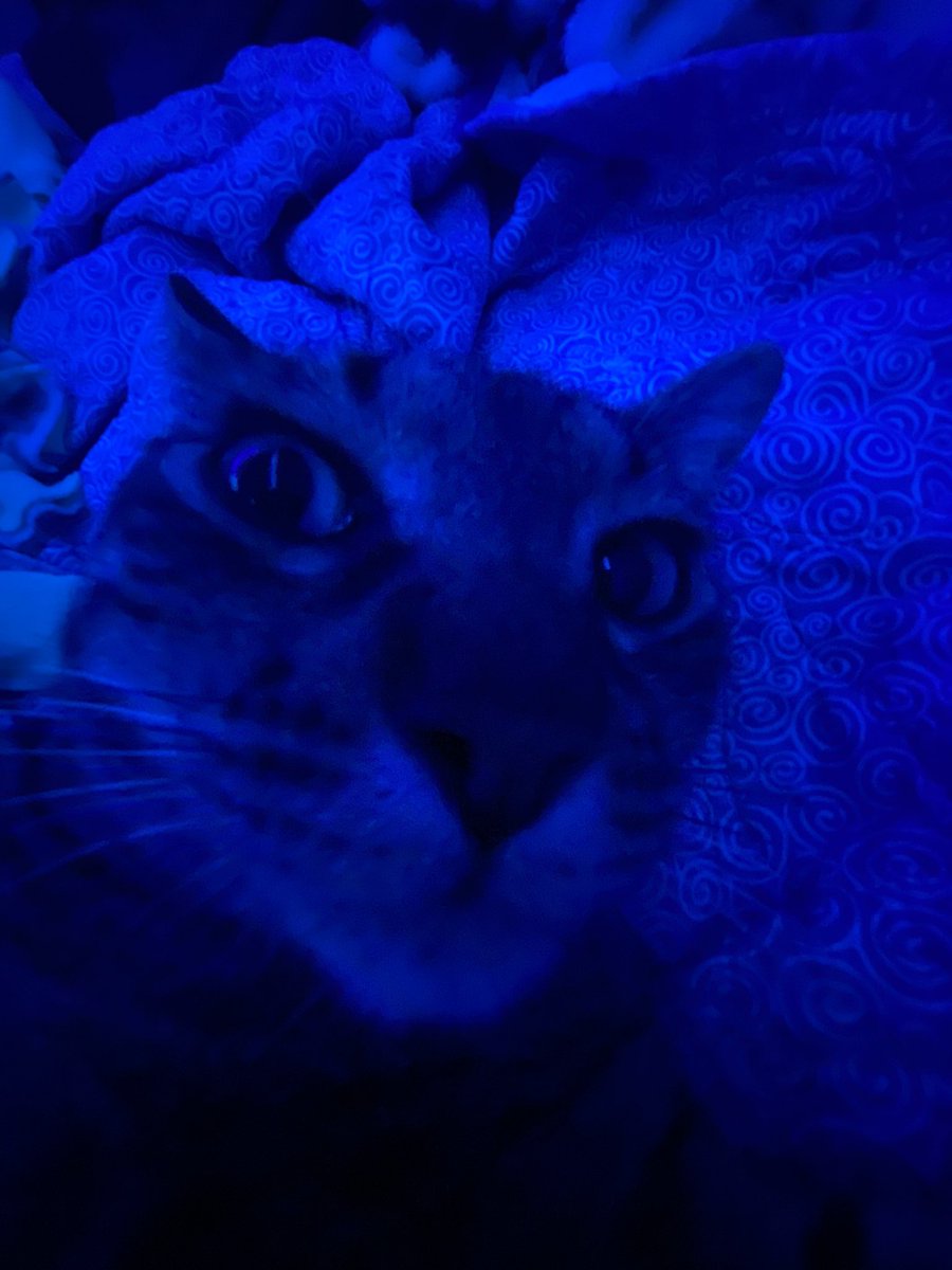 Jack_aff's tweet photo. I shook my cat and he got pissed 😭😂😂 https://t.co/gAfcyqvPdE