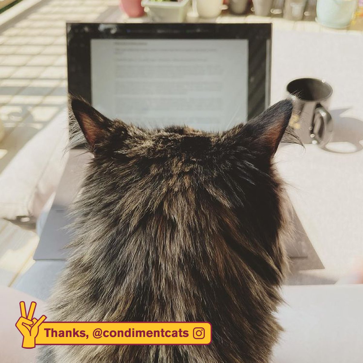 asuonline's tweet photo. Show off your #StudyBuddy! Share a picture of your #ASUPet in the replies. https://t.co/VuJIRWJeha #ASUOnline https://t.co/UGwPLvGdAu