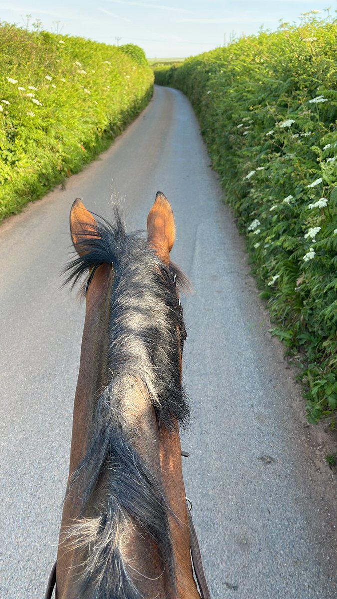 Early morning ride before drug calculations exam! #punc19 #puncpets