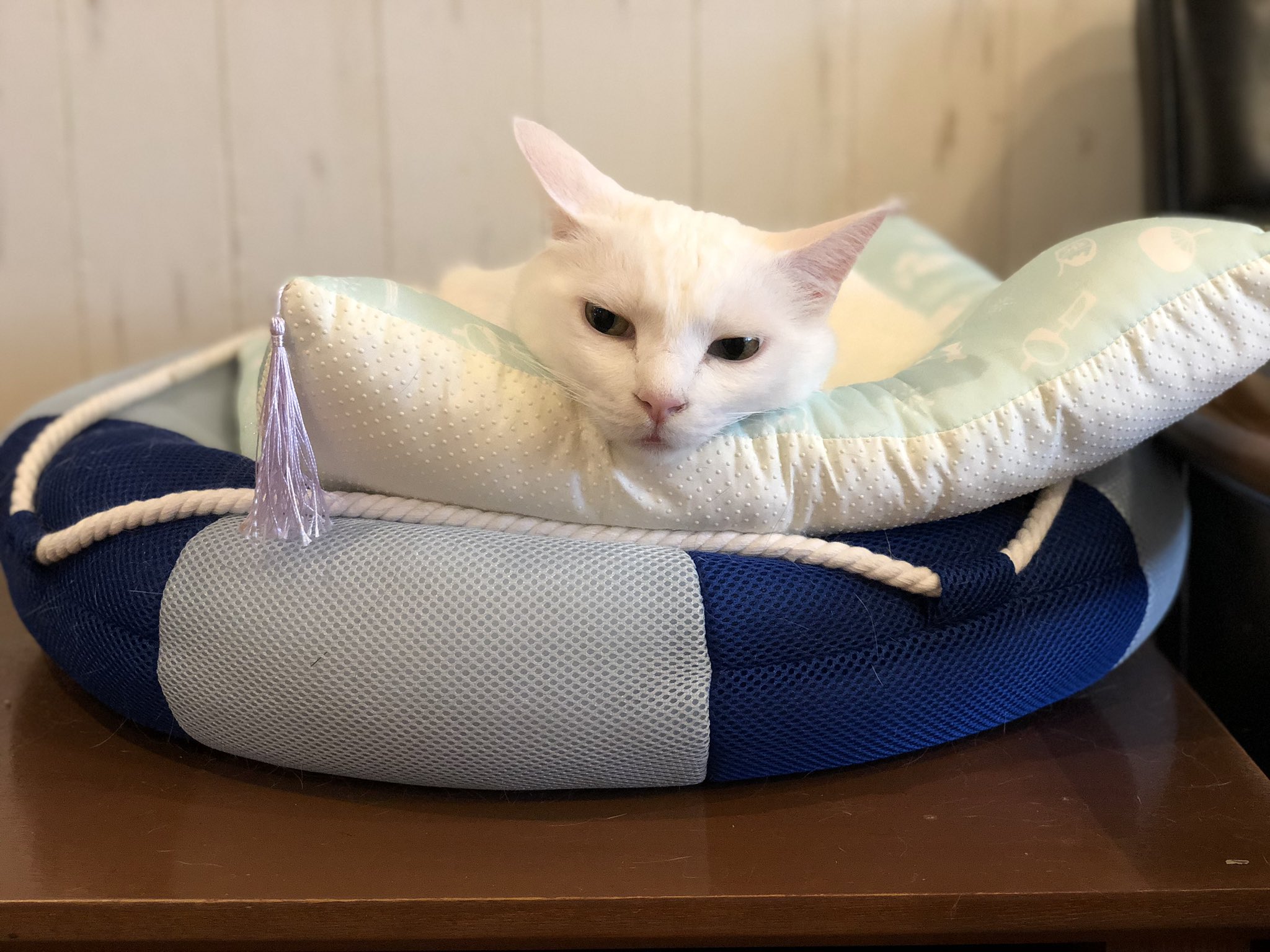 猫カフェtango ２つのベッドを贅沢に使ってお休みのシロさん 猫カフェ 保護猫カフェ 保護猫 ねこ Cat かわいい 京都 西院 猫カフェtango T Co Yvgjdsbaz9 Twitter