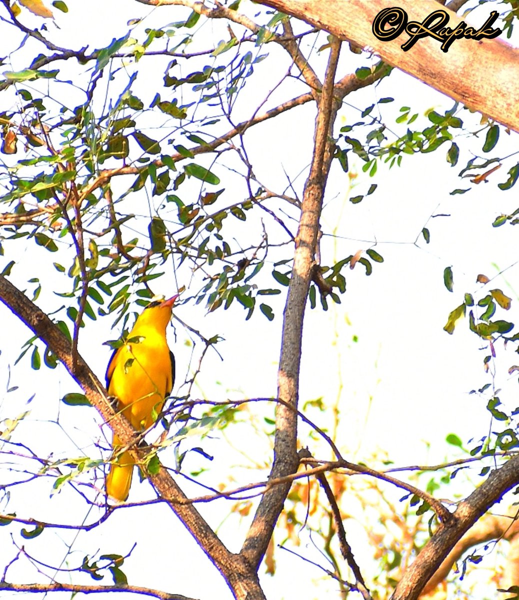 Golden Oriole✨
#Rupak_nature
_
#Birdland #feather_perfection #birdwatching #birdphotography #TwitterNaturePhotography #birds #NatureBeauty #Naturewalk #wildlifephotography #nature #WomeninScience #photography #photo #forest #bird #TwitterNatureCommunity @IndiAves @inbiodiversity