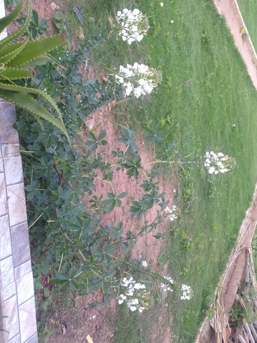 RTANGARWMABOKO's tweet photo. #Umugiramana RUTANGARWAMABOKO arakwereka #Isogi, imwe mu Mbuto Nkuru z'u Rwanda arizo: #Uburo, #Amasaka, #Isogi n'#Inzuzi mu busitani bw'#Umwimereri mu Bicumbi @IkigocyUmuco .

#AbanaBacu tubatoze #UmucoWacu bagitaguza bazarinda basaza batarawutakobwa KUKO UMUCO ARIWO SHINGIRO. https://t.co/VJfoTPR9ra