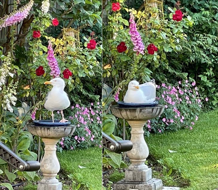One_Digital_UK's tweet photo. Even seagulls have to cool off 😎🌞 https://t.co/ZxV2jiVYHx