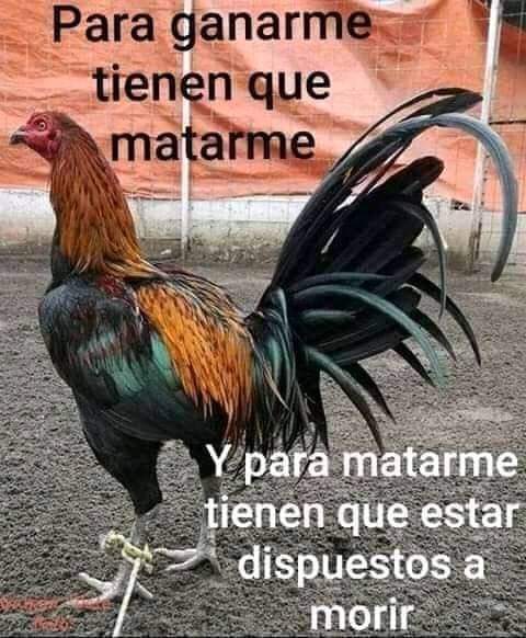 misterpickles tweet media