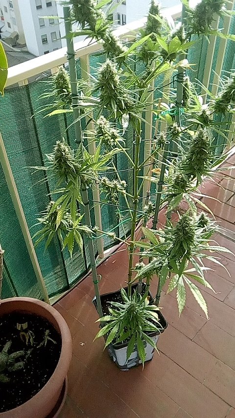 Sin_Pension's tweet photo. No keria entrar en tema pero, veamos esta #GelatoAuto #NoAuto #Feminizada y #Hemafrodita de @sweetseeds_es
Se crió junto kon otras XX numero de plantas. K es lo k ha podido pasar?? Exacto, ha jodido toodas plantas.
@sweetseeds_es elude toda responsabilidad y komo konsuelo https://t.co/dLGKyjSk4R