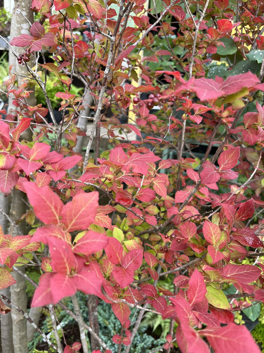 ナツハゼ　/451 ナツハゼ 夏ハゼ 【茨城直接引渡し可】 N2504198 山採り 2025年最新