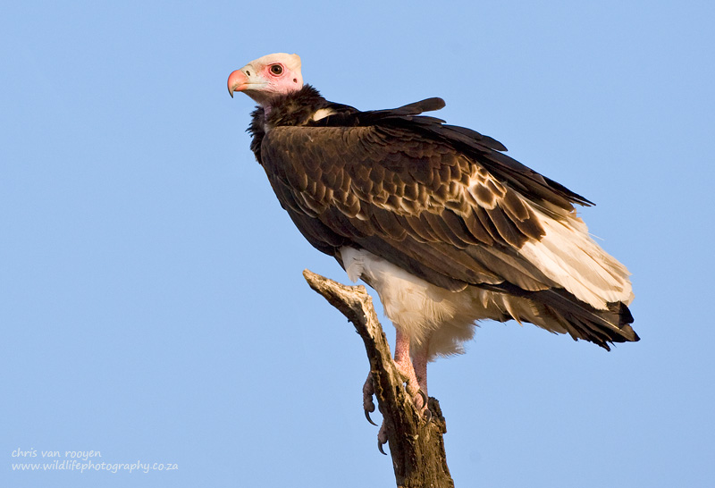 Peace_Parks's tweet photo. @Peace_Parks & @BirdLife_SA are shaping southern Africa’s greatest Vulture Safe Zone sanctuary in Zinave National Park. Restoring ecosystems, implementing safeguards to nurture #criticallyendangered #vultures. https://t.co/NOT2KPUk3G #birdlife #conservation #restoringtomorrow https://t.co/UkBtukAyX3