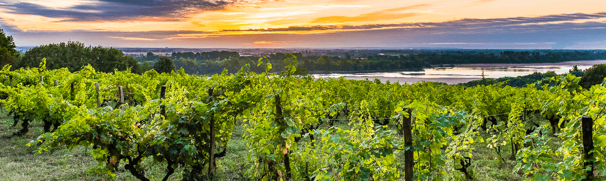 vinetsociete's tweet photo. Jusqu'au 19 juin c'est la Chenin Fan Week ⭐

Avec ou sans sucre, avec ou sans bulles le #chenin a ses admirateurs 🍇 #Vignerons, #cavistes et #restaurateurs se mobilisent pour faire vivre ce #cépage emblématique.

@fandechenin 👉 https://t.co/wS8cI1EQIn https://t.co/e58dQGw0Pf