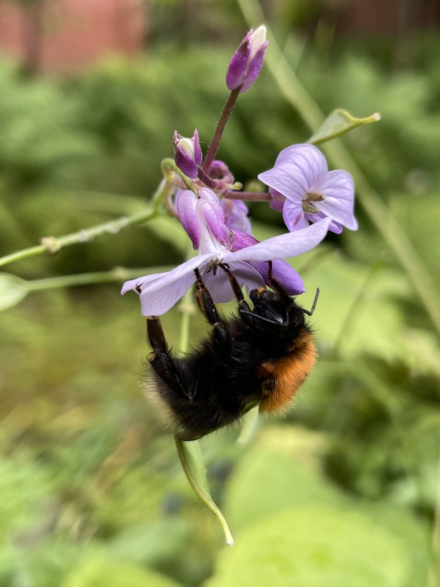 WhitworthArt's tweet photo. Tree bumblebees are easily recognised by the ginger/ reddish hairs on their thorax. They can often be found visiting the flowers in our Alex Bernstein Garden- look out for them on flowers that hang downwards during your next visit!

#GalleryInThePark #TreeBumblebee https://t.co/dgJ9kvZTY9