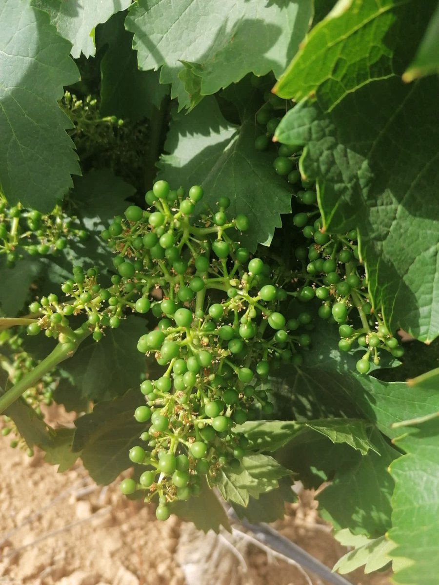 🌱 Cuajado de la vid 🌱
Si pasas cerca de algún viñedo de la #DORuefa ya puedes ver pequeños cuajados en la Verdejo y Suavignon Blanc.