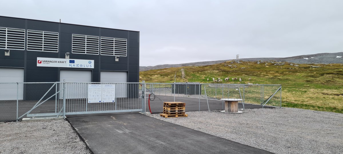 HaeolusProject's tweet image. Today is the official opening of the Haeolus plant in Berlevåg! Here are some of the earliest guests - a flock of reindeers was inspecting the site.
#meanwhileinnorway